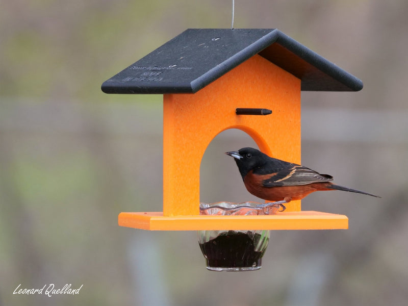 Hanging Oriole Jelly and Orange Bird Feeder | Eco-Friendly Poly Lumber-zoom-