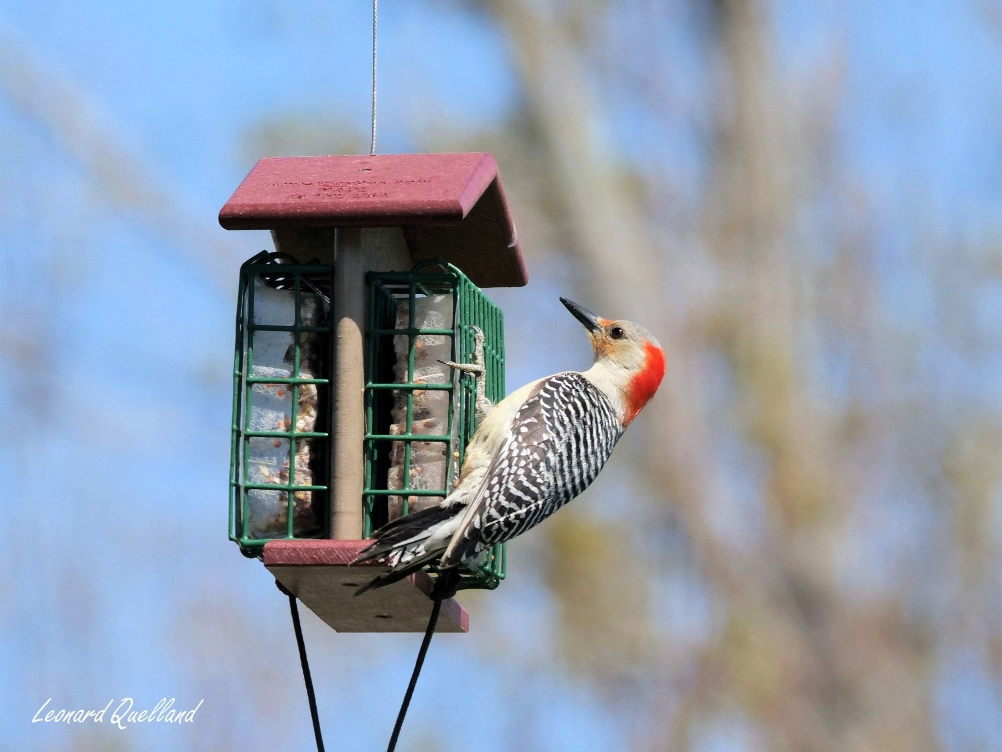 Double Suet - Cake Bird Feeder | Amish - Made Poly Lumber Feeder - Aware House - Amish Toy Box - 