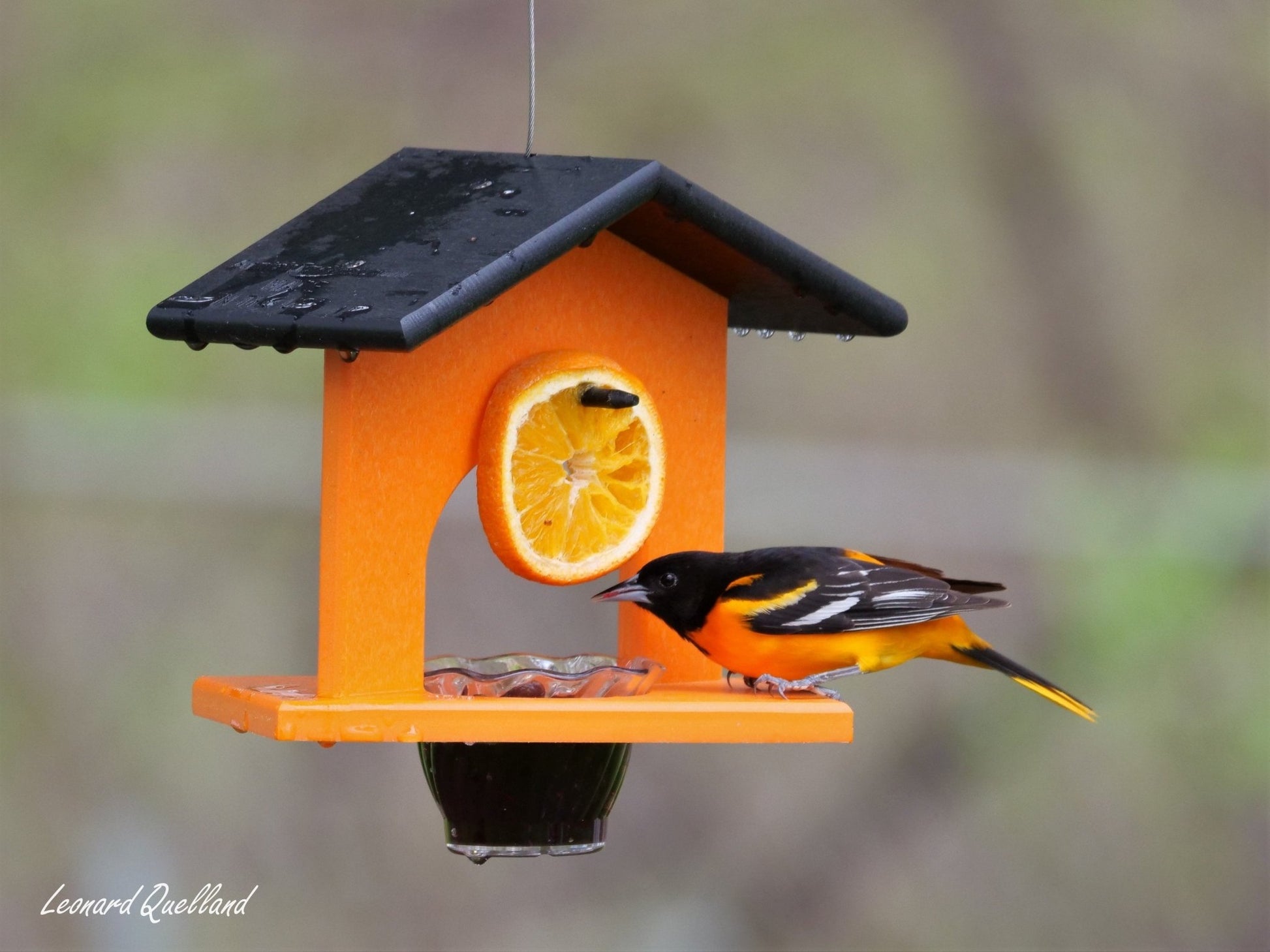 Hanging Oriole Jelly and Orange Bird Feeder | Eco-Friendly Poly Lumber - Aware House - Amish Toy Box -