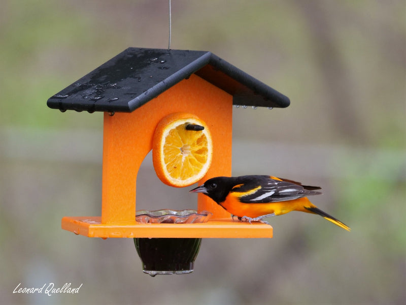 Hanging Oriole Jelly and Orange Bird Feeder | Eco-Friendly Poly Lumber-zoom-