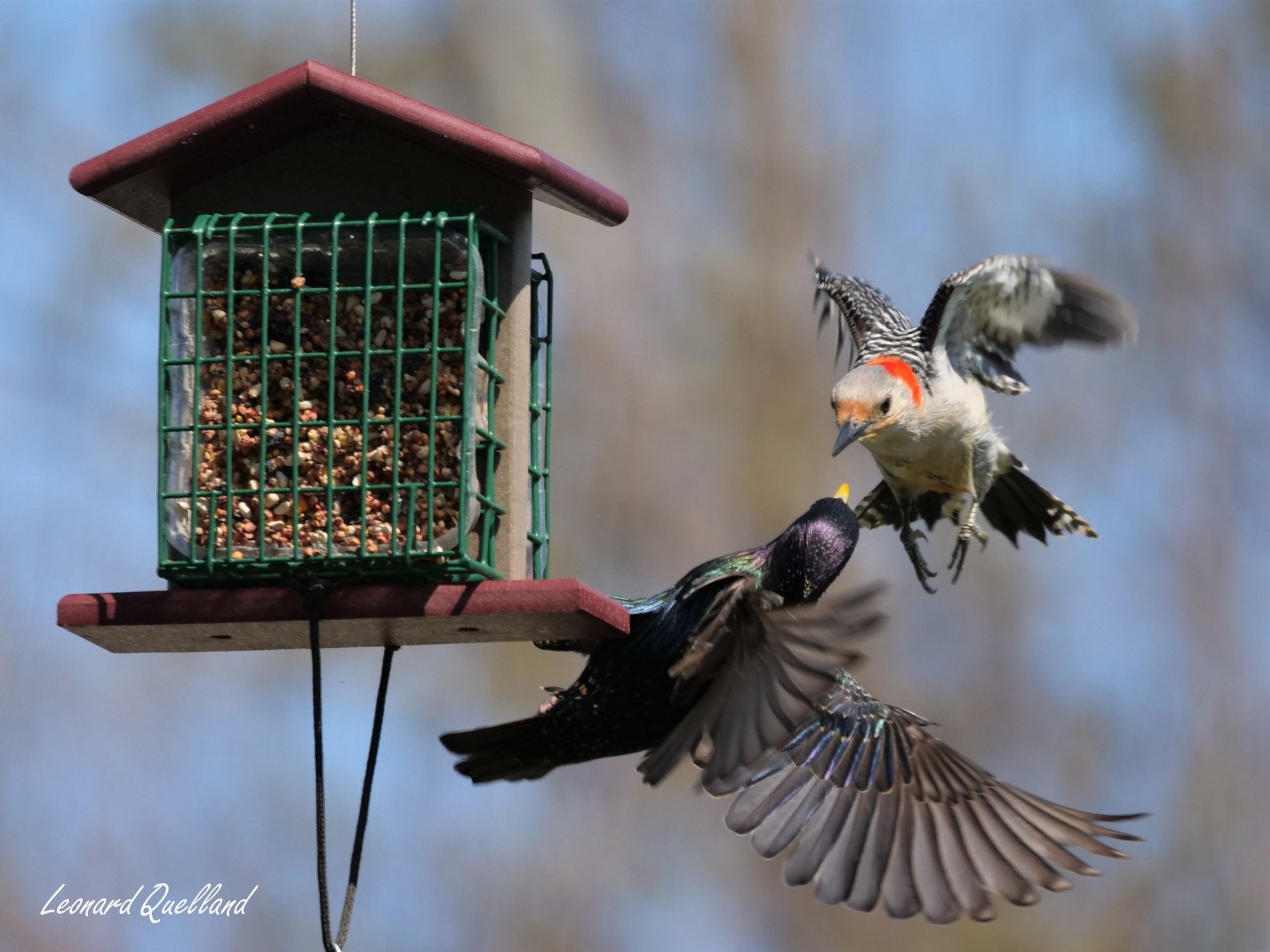 Double Suet - Cake Bird Feeder | Amish - Made Poly Lumber Feeder - Aware House - Amish Toy Box - 
