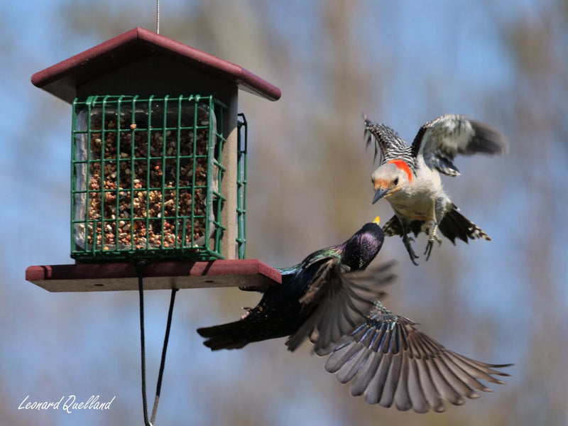 Double Suet-Cake Bird Feeder | Amish-Made Poly Lumber Feeder-zoom-