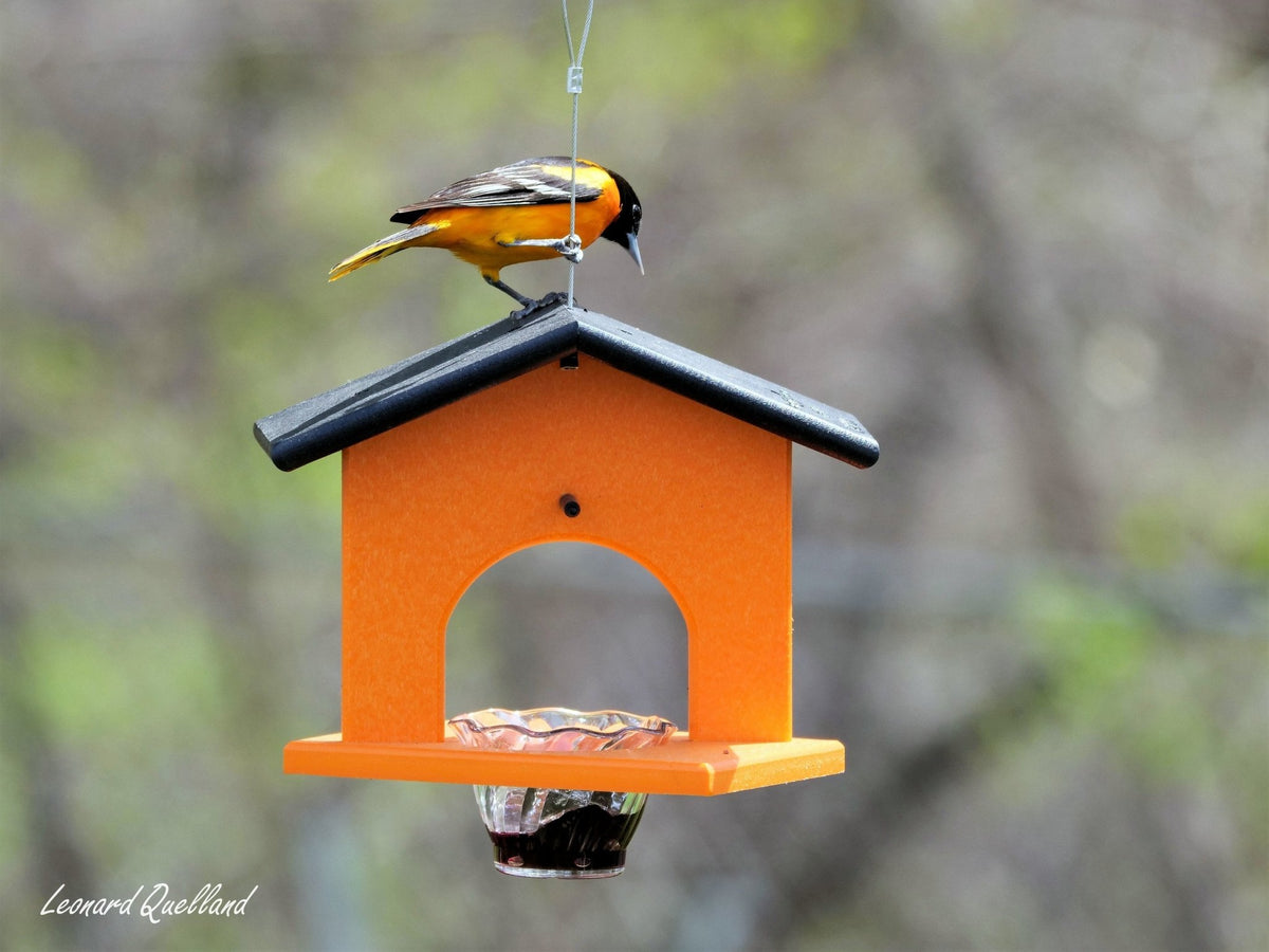 Hanging Oriole Jelly and Orange Bird Feeder | Eco-Friendly Poly Lumber - Aware House - Amish Toy Box -