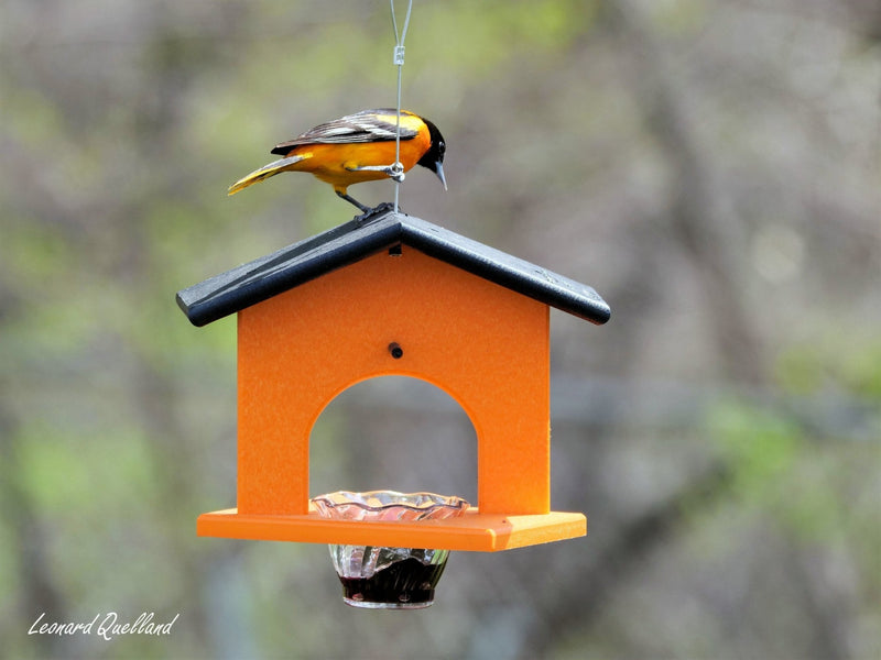 Hanging Oriole Jelly and Orange Bird Feeder | Eco-Friendly Poly Lumber-zoom-
