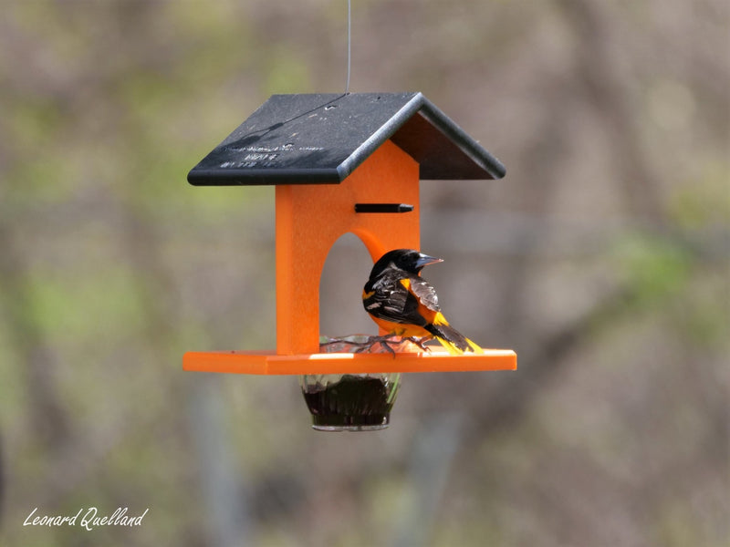 Hanging Oriole Jelly and Orange Bird Feeder | Eco-Friendly Poly Lumber-zoom-