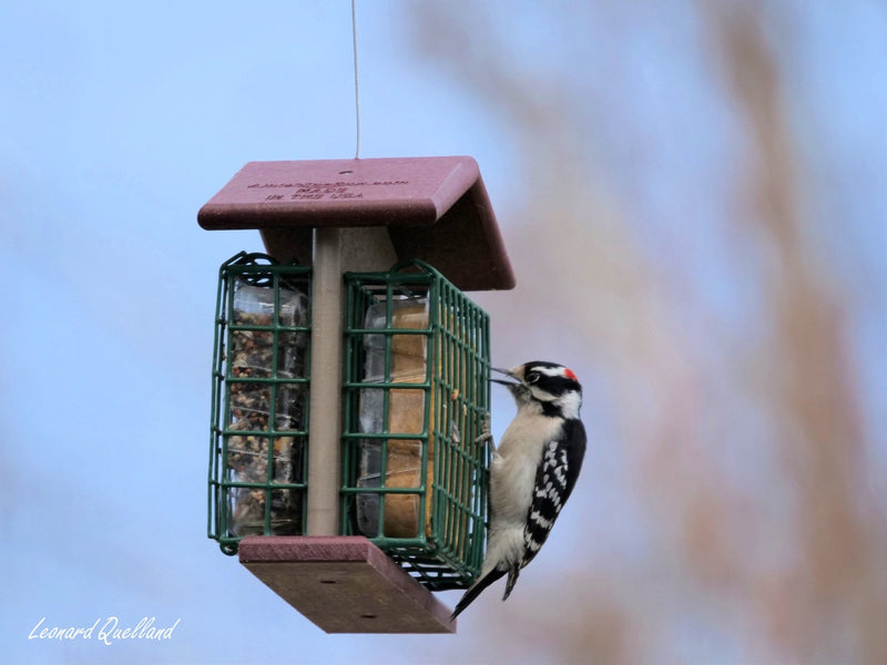 Double Suet-Cake Bird Feeder | Amish-Made Poly Lumber Feeder-zoom-