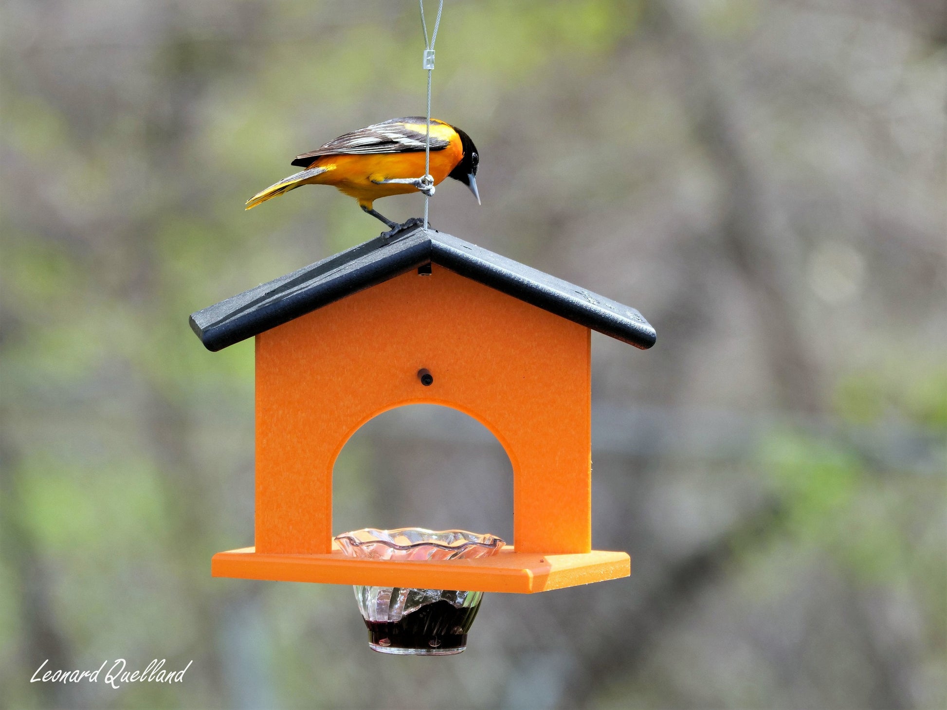 Hanging Oriole Jelly and Orange Bird Feeder | Eco-Friendly Poly Lumber-11