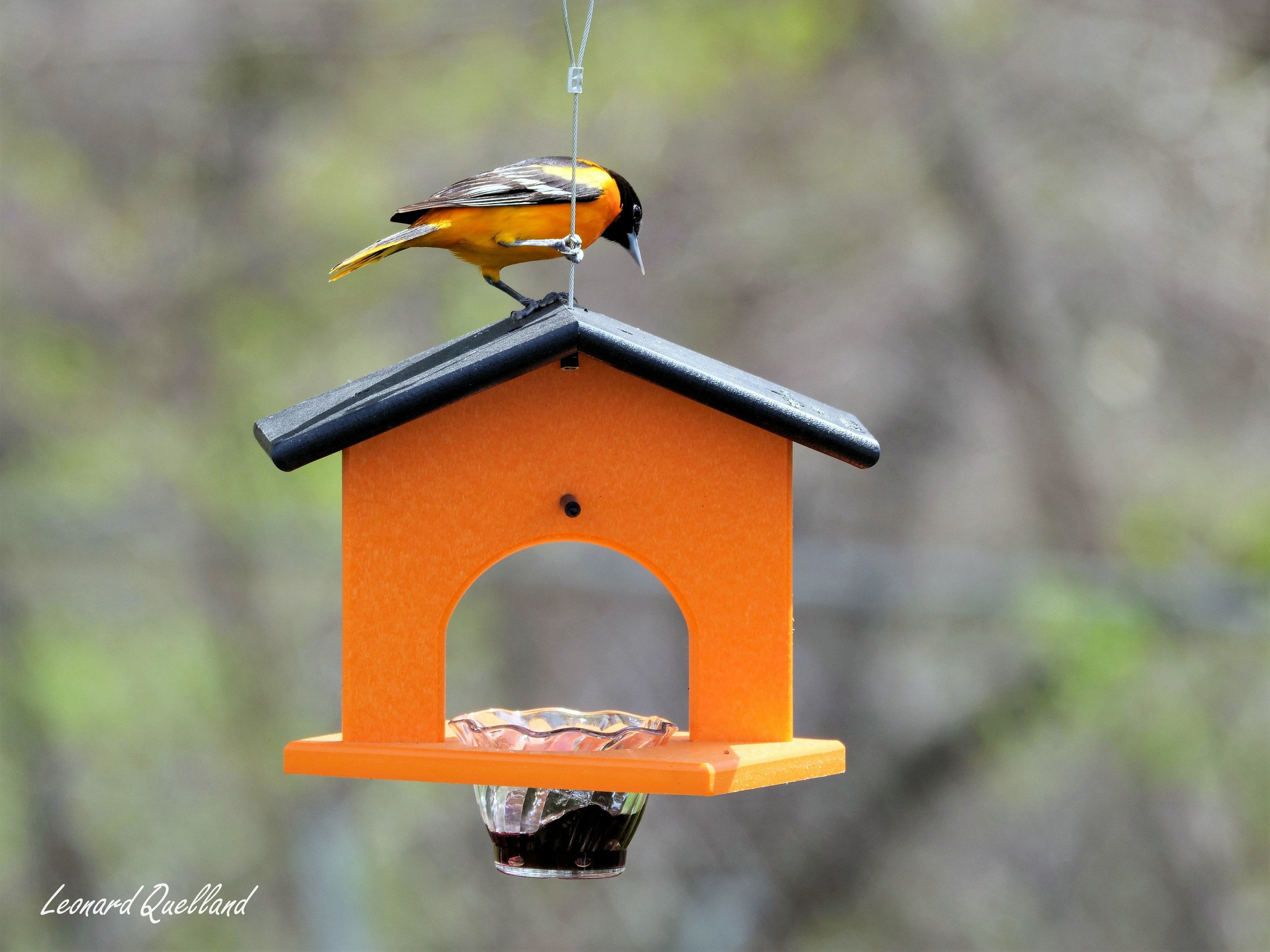 Hanging Oriole Jelly and Orange Bird Feeder | Eco-Friendly Poly Lumber-zoom-11
