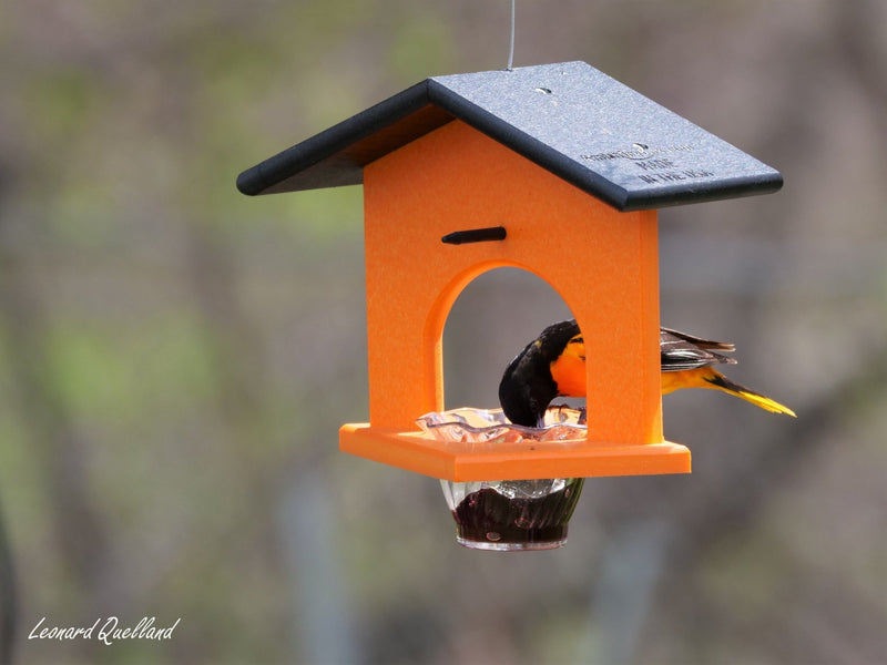 Hanging Oriole Jelly and Orange Bird Feeder | Eco-Friendly Poly Lumber-zoom-