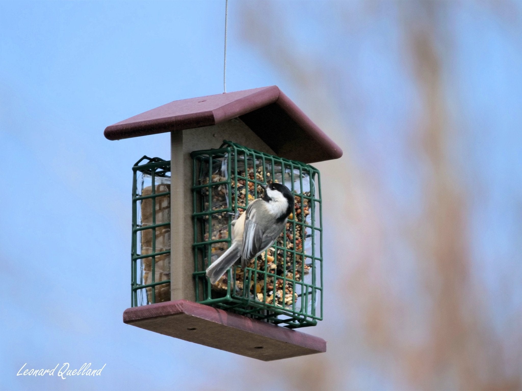 Double Suet - Cake Bird Feeder | Amish - Made Poly Lumber Feeder - Aware House - Amish Toy Box - 