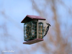 Double Suet - Cake Bird Feeder | Amish - Made Poly Lumber Feeder - Aware House - Amish Toy Box - 