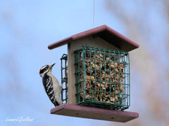 Double Suet - Cake Bird Feeder | Amish - Made Poly Lumber Feeder - Aware House - Amish Toy Box - 
