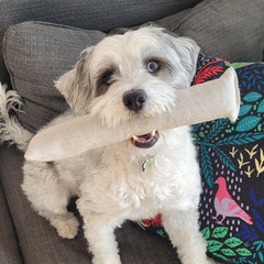 Natural Dog Toy Bundle | Hemp & Organic Cotton Toys for Cuddle, Fetch & Tug - Aware House