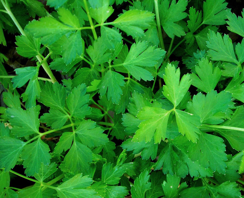 Parsley - Dark Green Italian Flat Leaf-zoom-