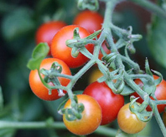 Tomato - Peacevine-zoom-2