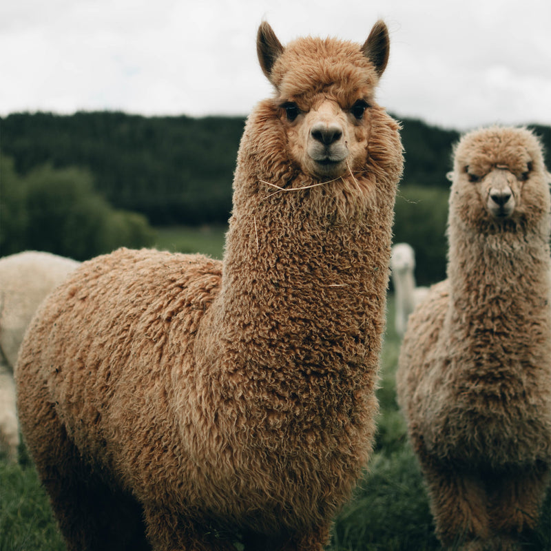Alpaca Dryer Balls Pack of Three-zoom-