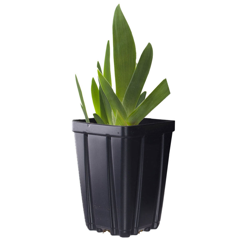 For Veronica Potted Iris Plant Quart Pot