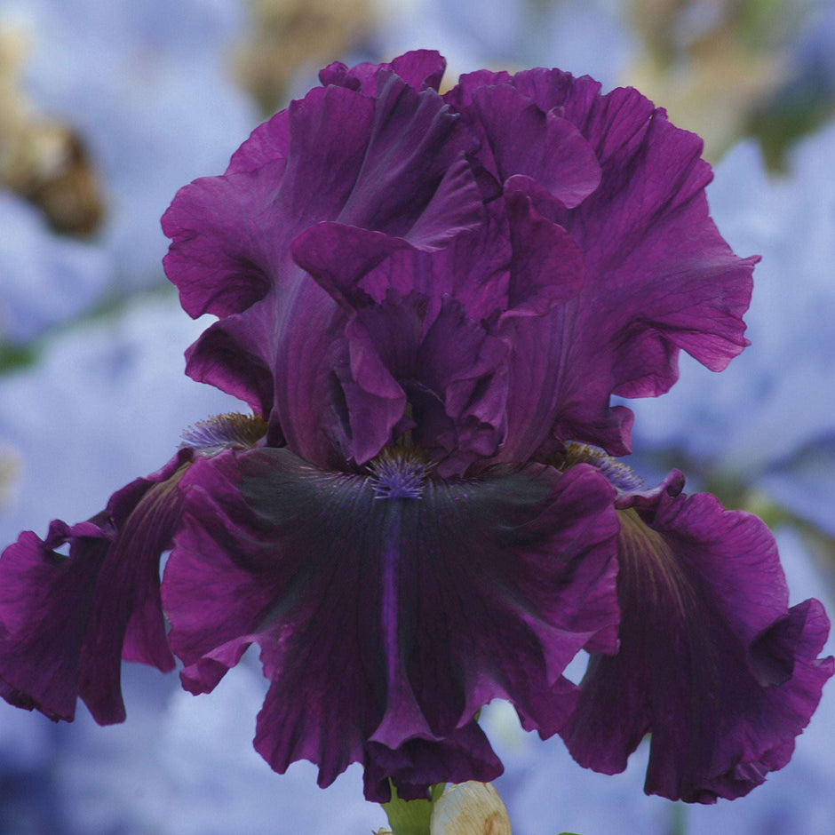 For Veronica Potted Iris Plant Quart Pot