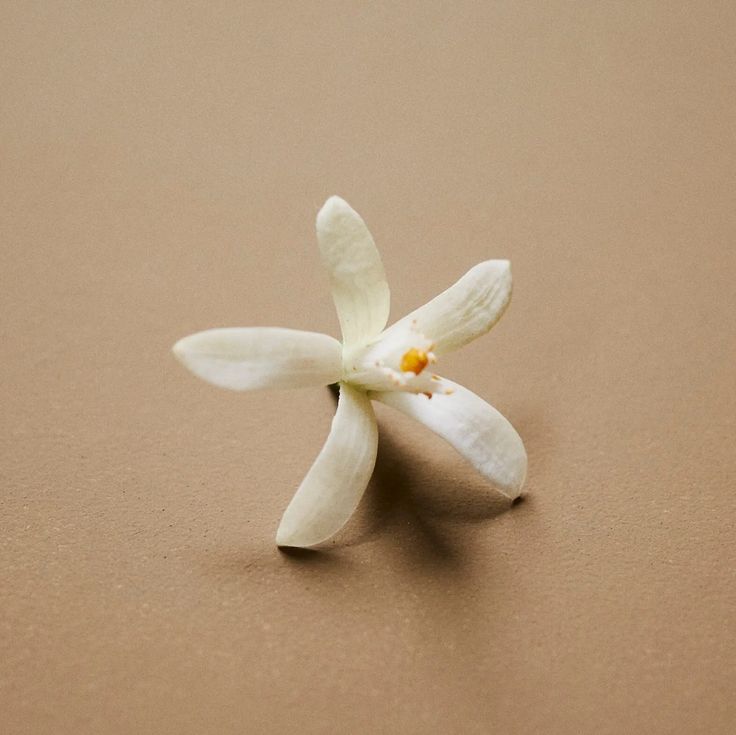 Flore Jasmine Neroli Botanical Scent Balms-9