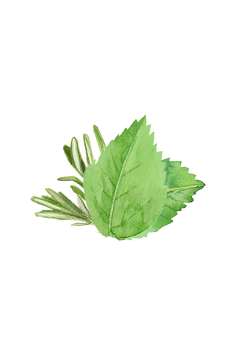 Soothing Shampoo | Rosemary & Mint-zoom-