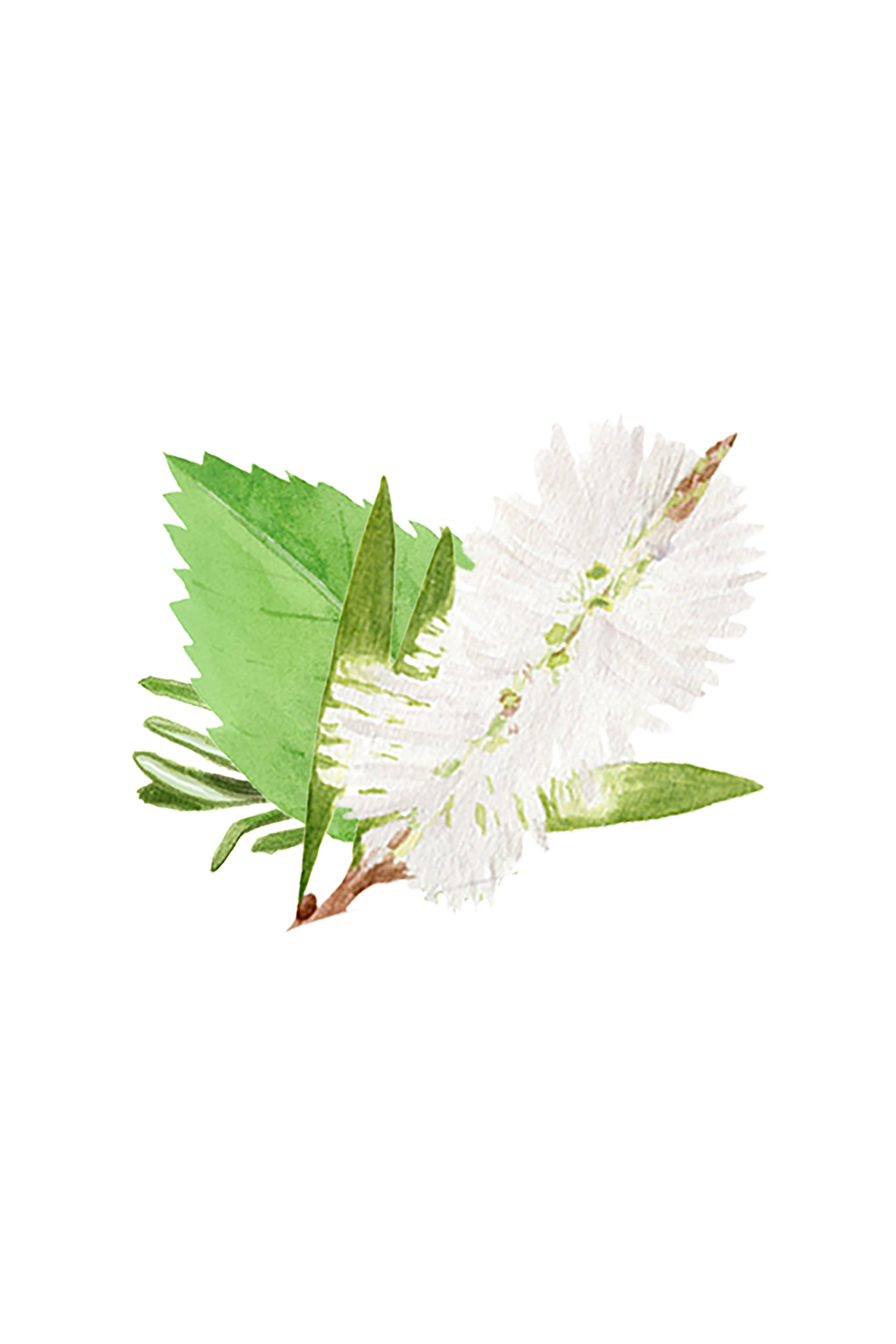 Floor Cleaner Concentrate | Rosemary, Mint & Tea Tree-zoom-2