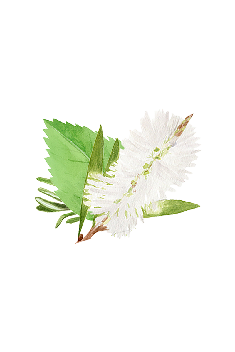 Floor Cleaner Concentrate | Rosemary, Mint & Tea Tree-zoom-