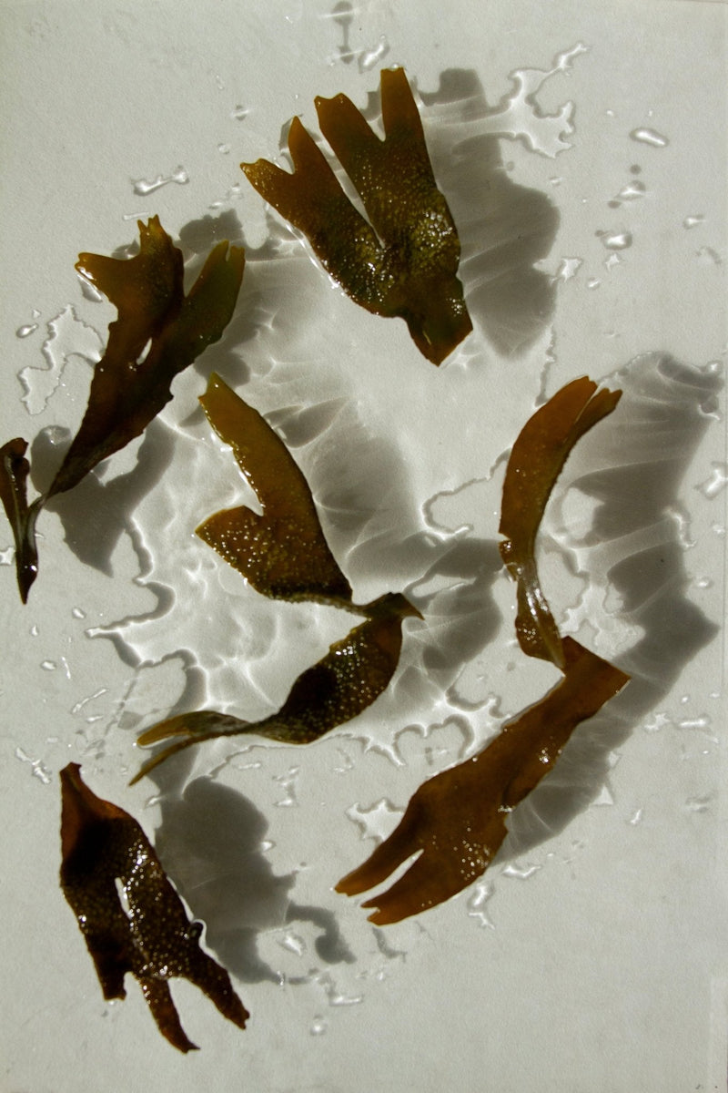 Sea Change Seaweed Tallow Bar Soap-zoom-