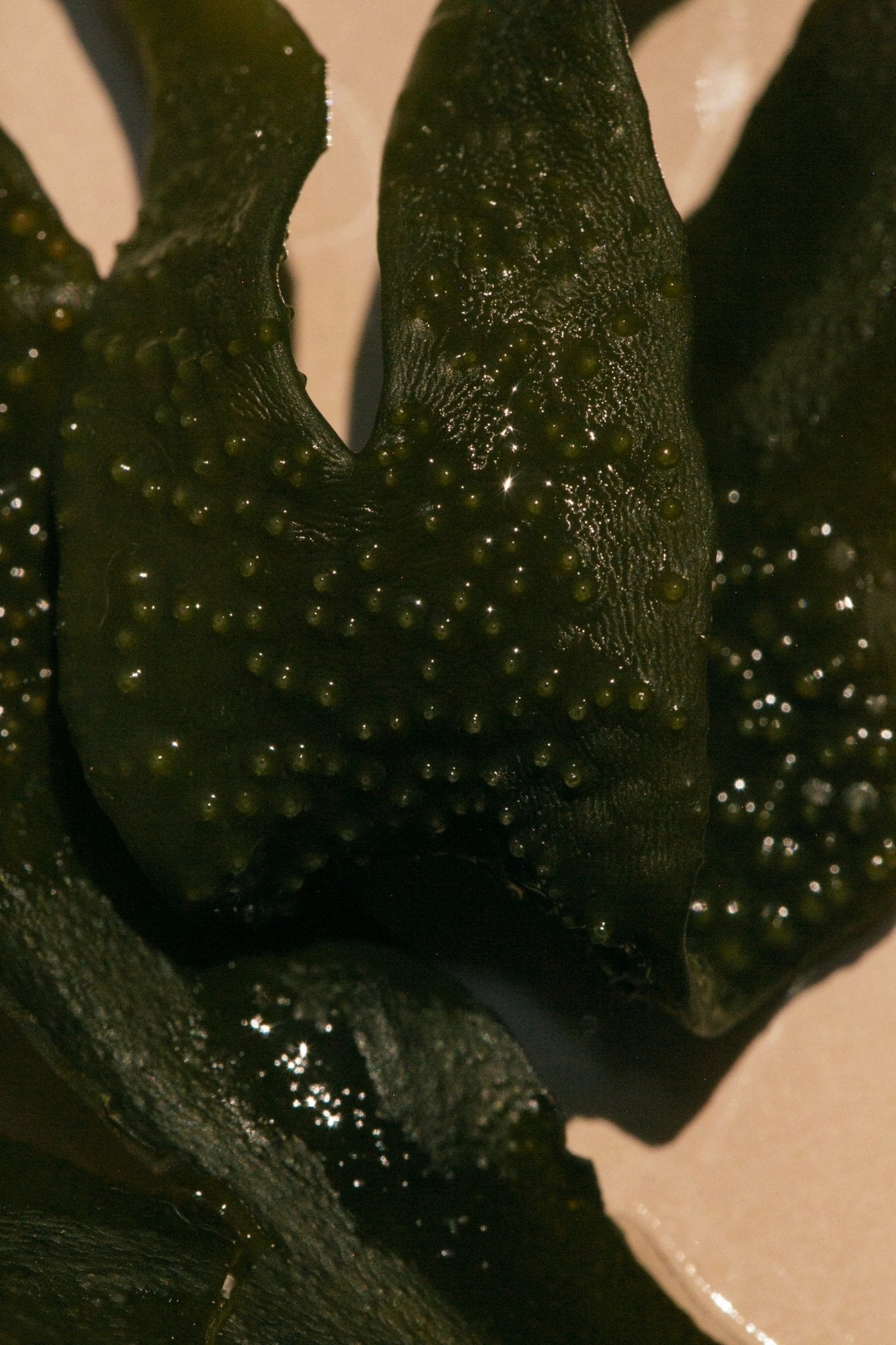 Sea Change Seaweed Tallow Bar Soap-zoom-5