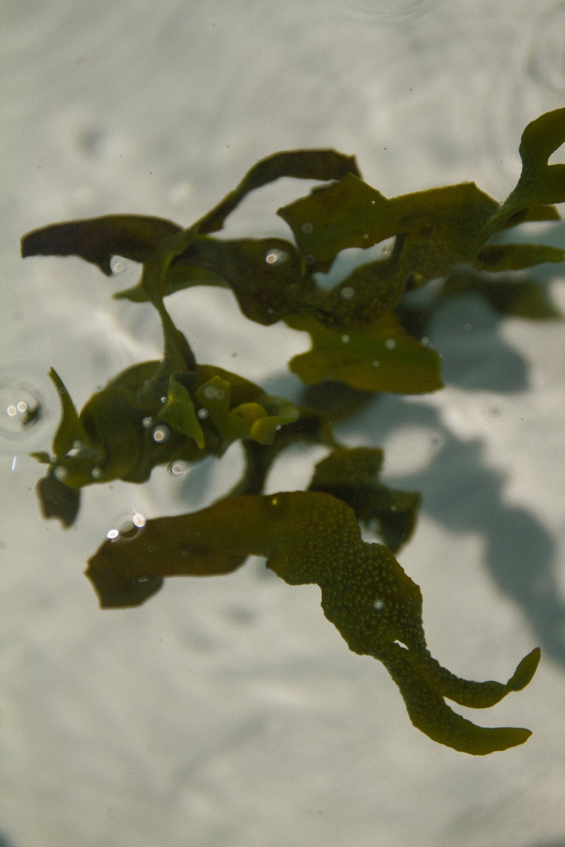 Sea Change Seaweed Tallow Bar Soap-zoom-