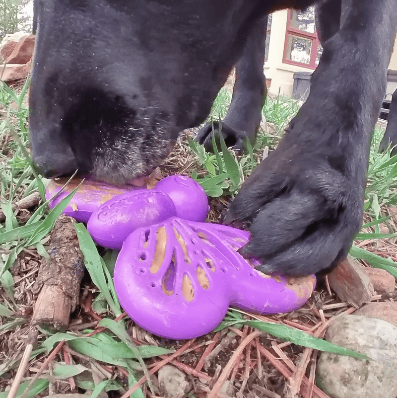 Butterfly Nylon Chew & Enrichment Toy-zoom-