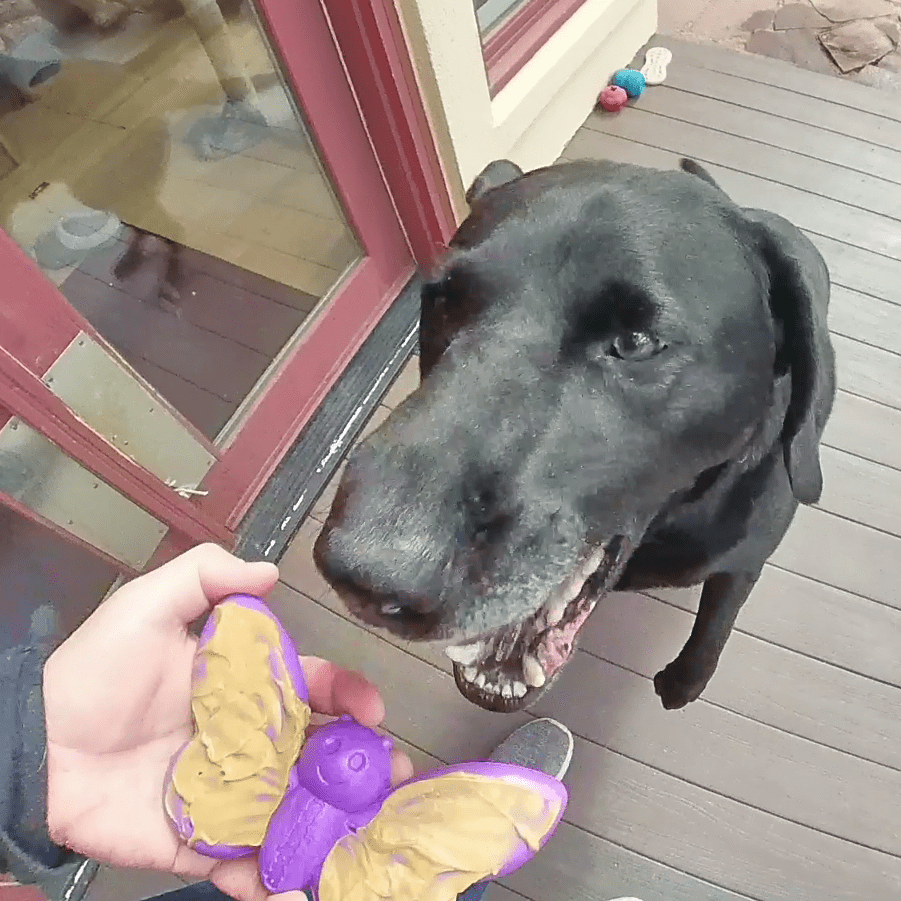 Butterfly Nylon Chew & Enrichment Toy - Aware House