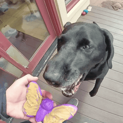 Butterfly Nylon Chew & Enrichment Toy - Aware House