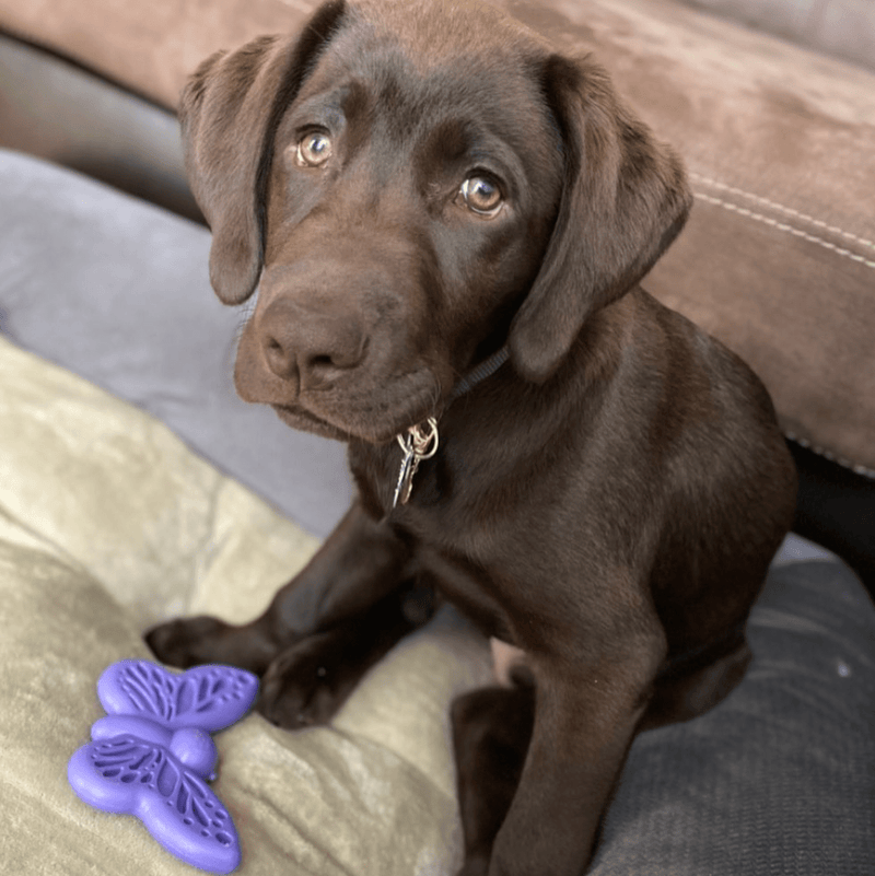 Butterfly Nylon Chew & Enrichment Toy-zoom-