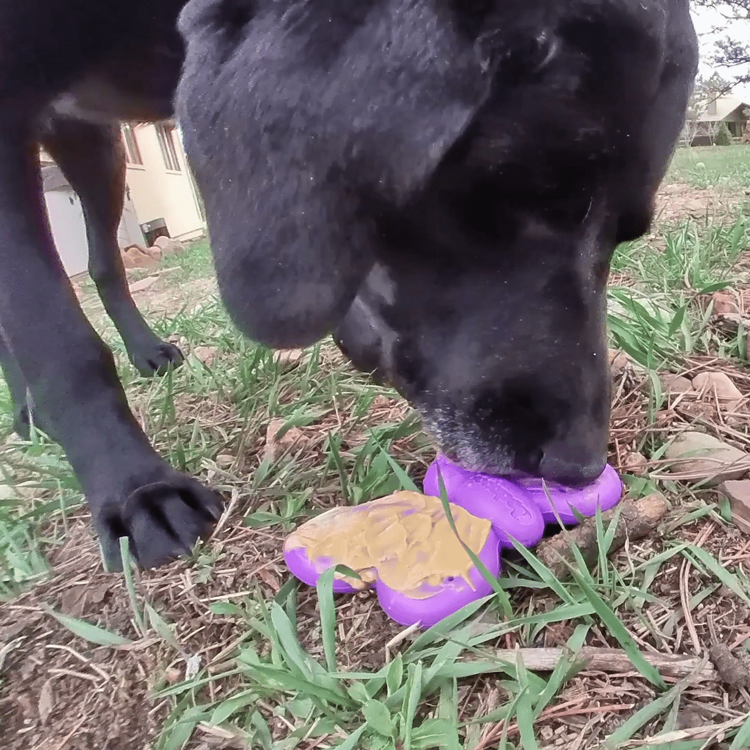 Butterfly Nylon Chew & Enrichment Toy - Aware House