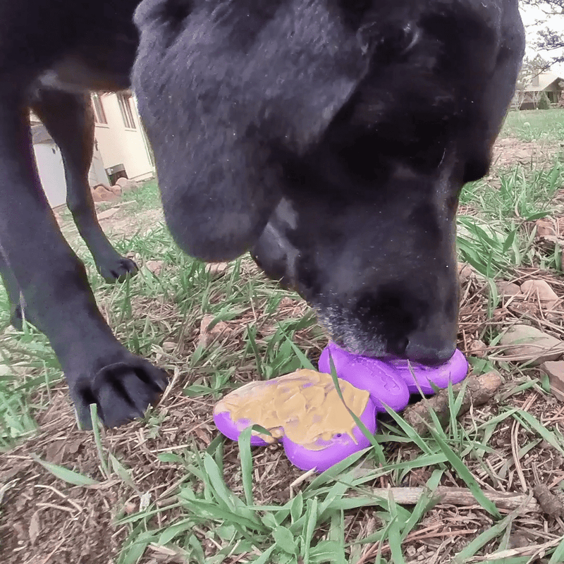 Butterfly Nylon Chew & Enrichment Toy-zoom-