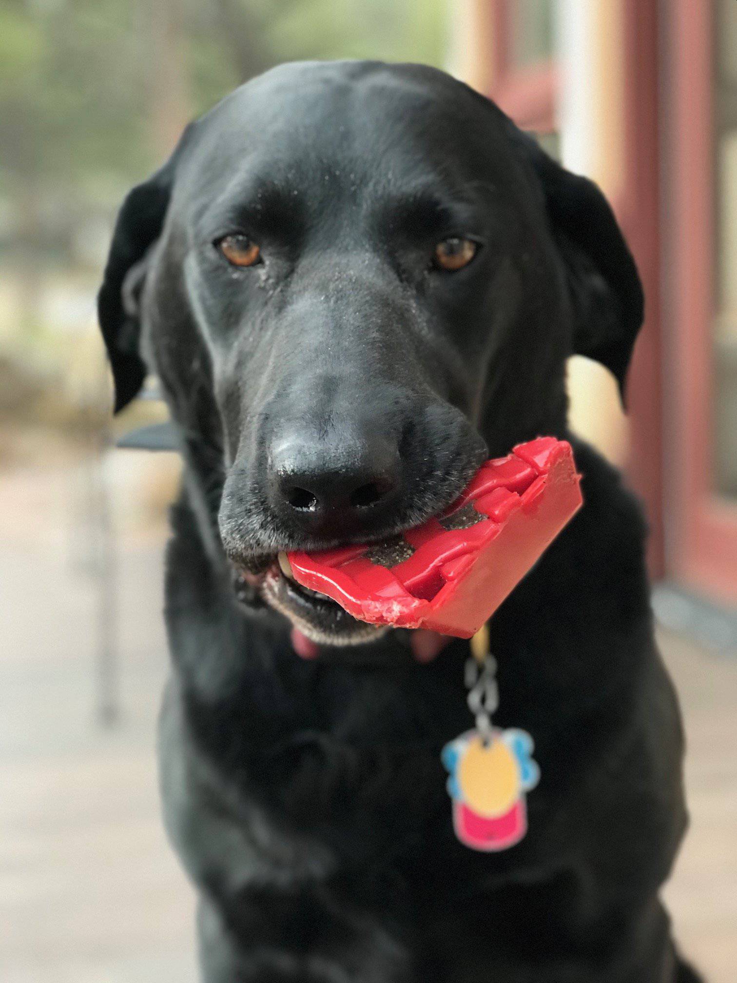 Cherry Pie Nylon Dog Chew Toy - Aware House