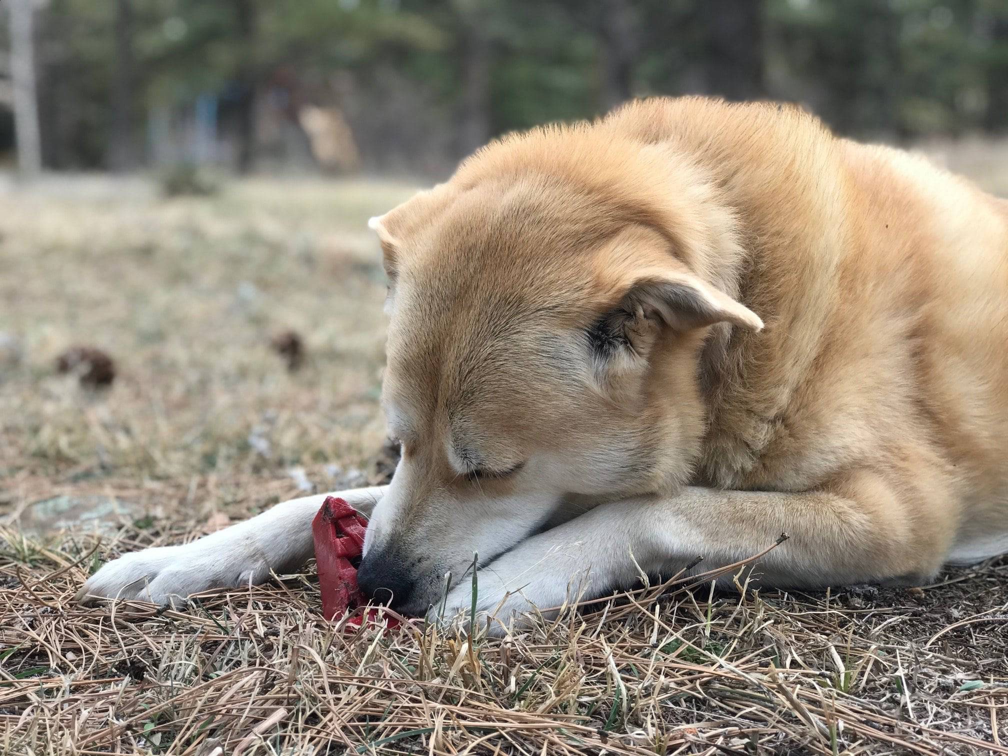 Cherry Pie Nylon Dog Chew Toy - Aware House
