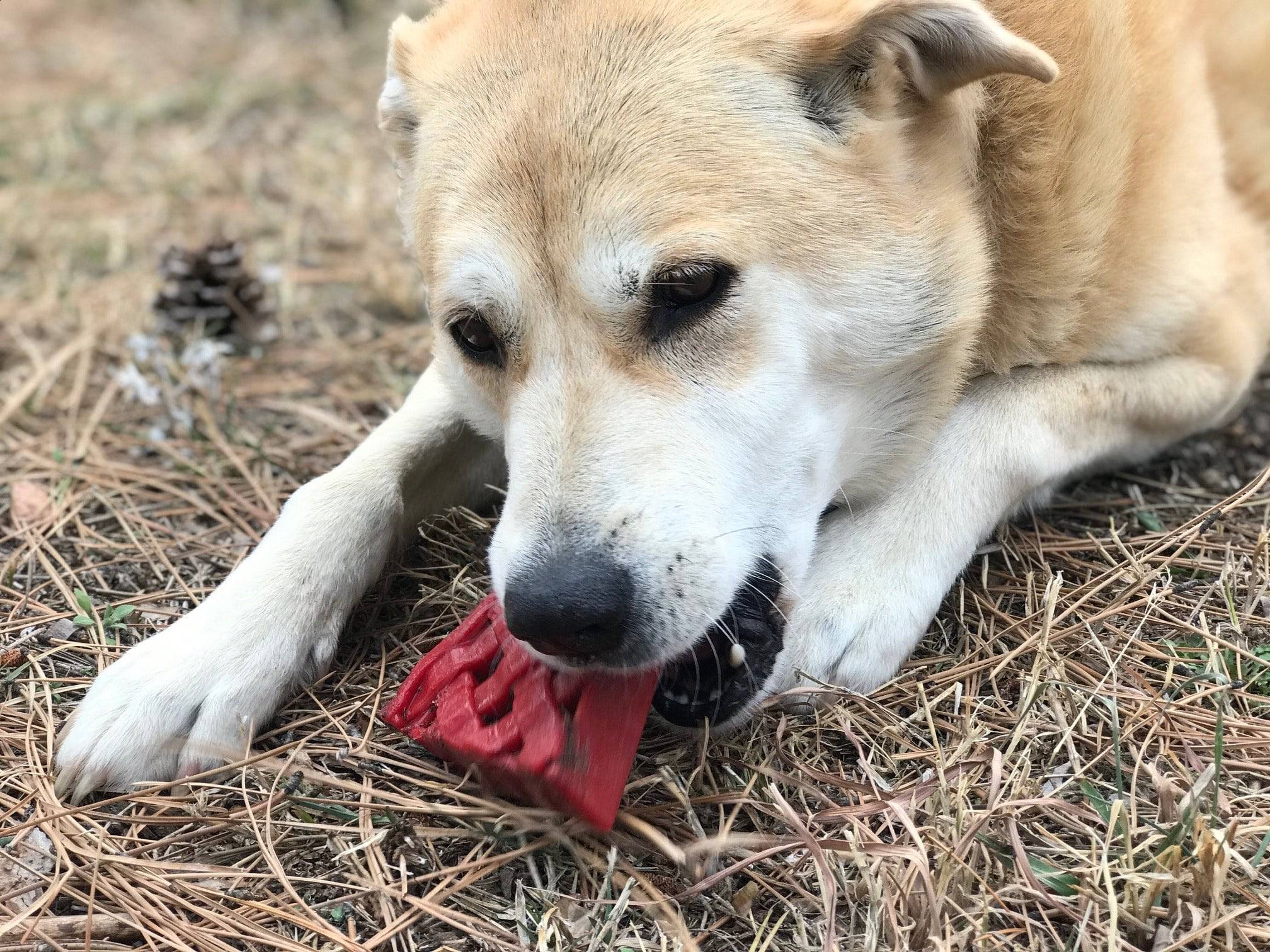 Cherry Pie Nylon Dog Chew Toy - Aware House